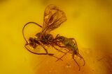 Detailed Fossil Wasp (Hymenoptera) and Mite (Acari) in Baltic Amber #166200-1